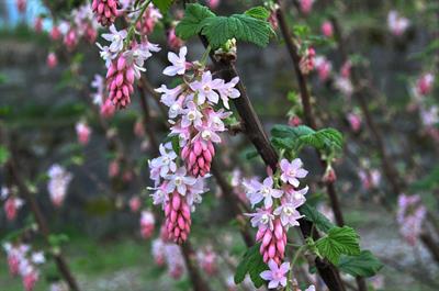 Nargil_Ribes sanguineum